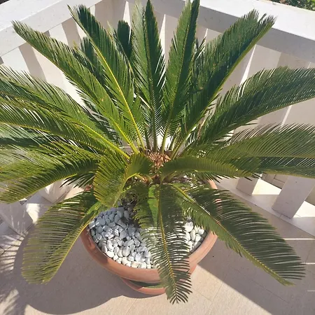 Apartment Zulim 1 Trogir